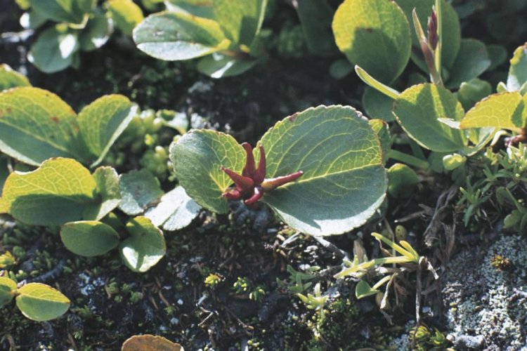 Dwarf Willow Smallest Tree In The World