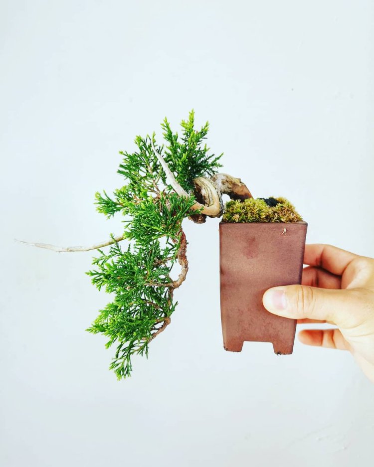 Shito Bonsai