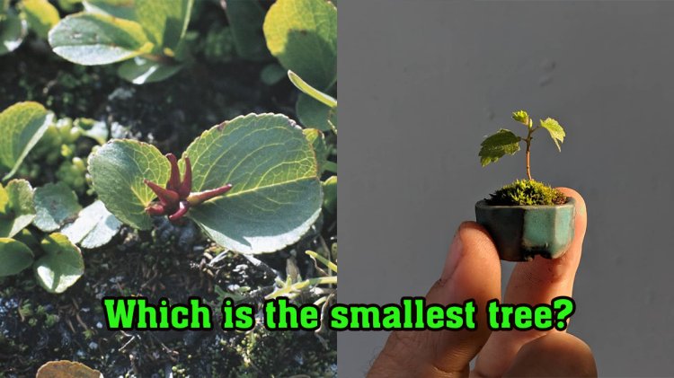 Which Is The Smallest Tree In The World
