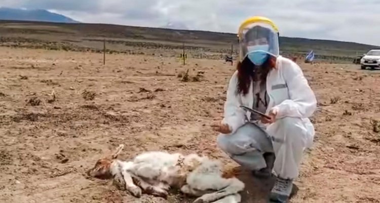 Baby Alpaca Dead In Chile