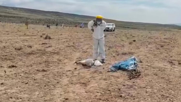 Expert Studying Dead Cattle In Chile