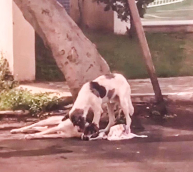 Stray Dog Taking Care Of Injured Friend 1