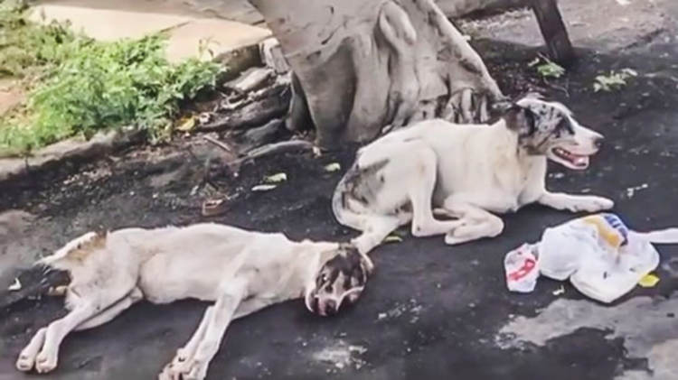 Stray Dog Taking Care Of Injured Friend 2