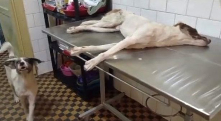Stray Dog Taking Care Of Injured Friend 3