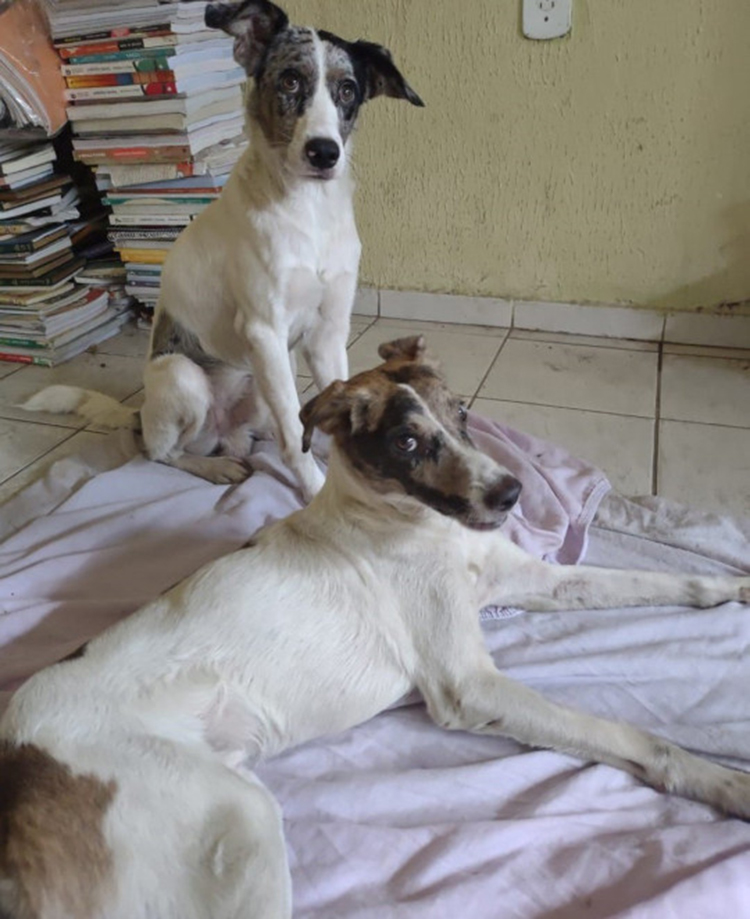 Stray Dog Taking Care Of Injured Friend 4