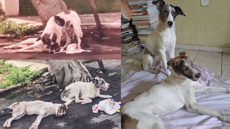 Stray Dog Taking Care Of Injured Friend In Brazil
