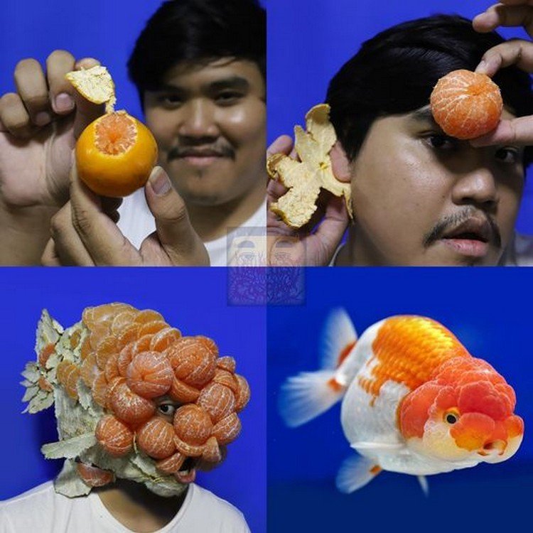 Goldfish Low Cost Cosplay