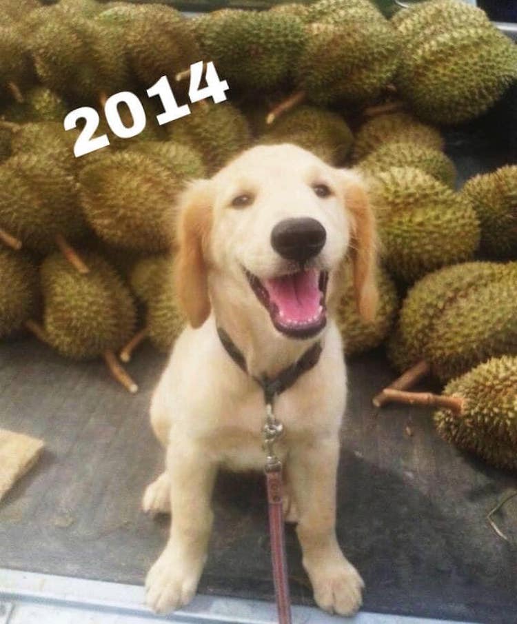 Jubjib The Durian Boy 2014
