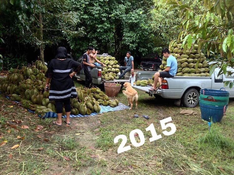 Jubjib The Durian Boy 2015
