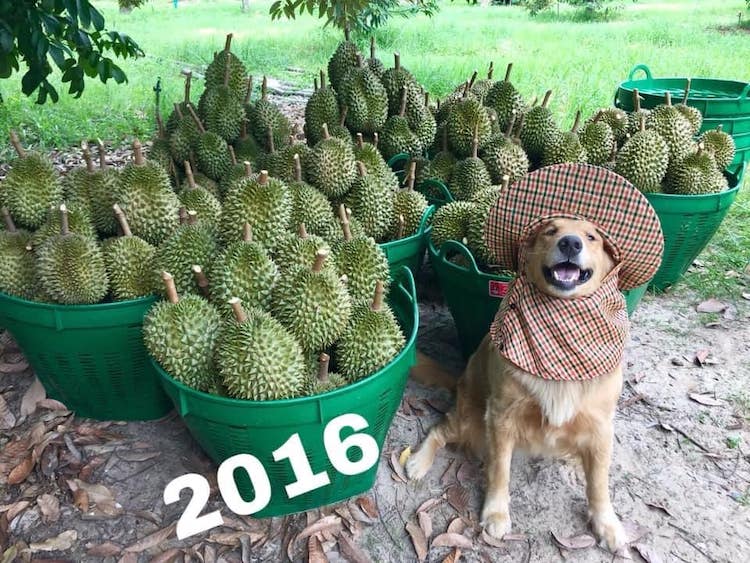 Jubjib The Durian Boy 2016