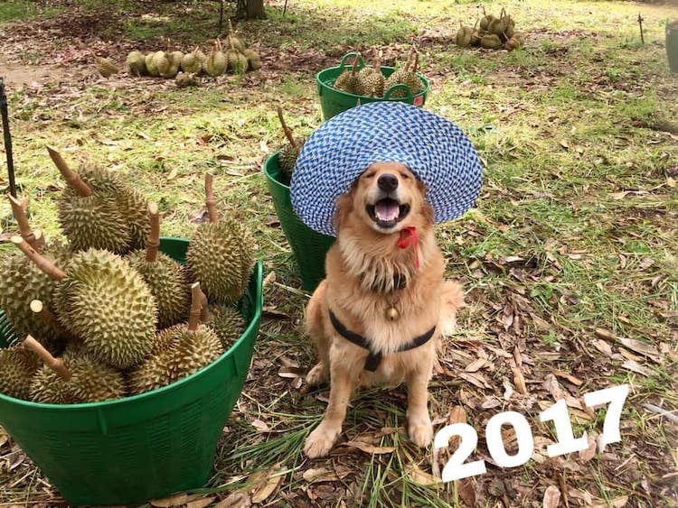 Jubjib The Durian Boy 2017