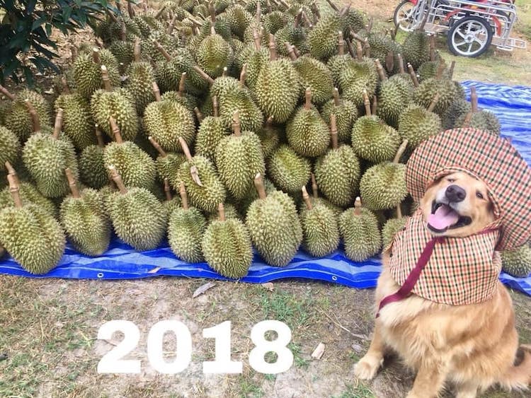 Jubjib The Durian Boy 2018