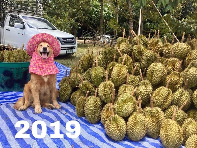 Jubjib The Durian Boy 2019