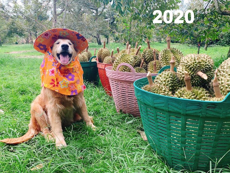 Jubjib The Durian Boy 2020