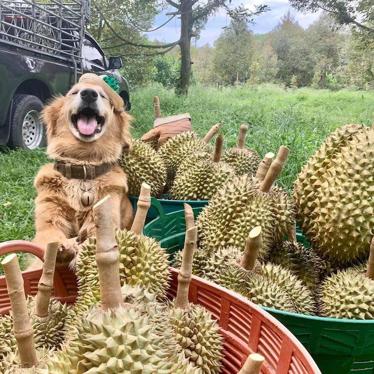 Jubjib The Golden Retriever