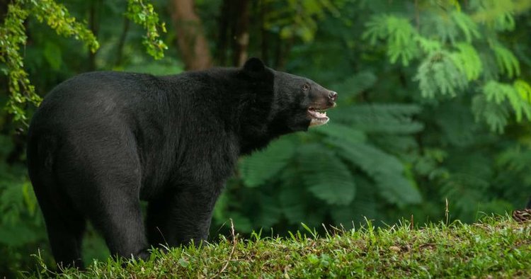 Black Bear