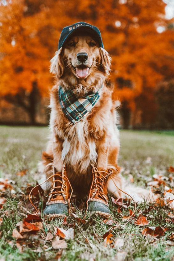 Cute Dog