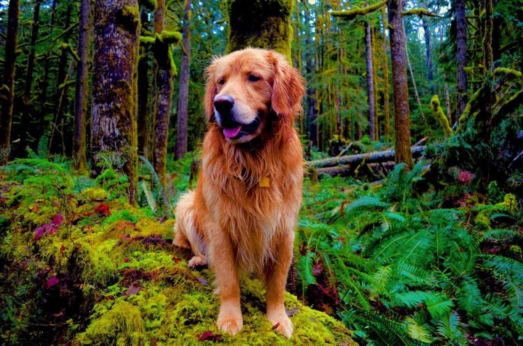 Cute Dog In The Forest