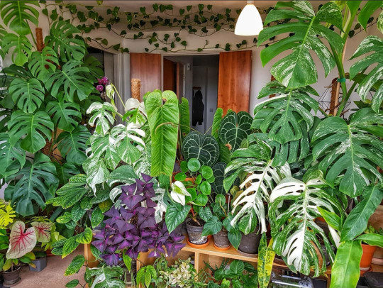 It Looks Like A Jungle
