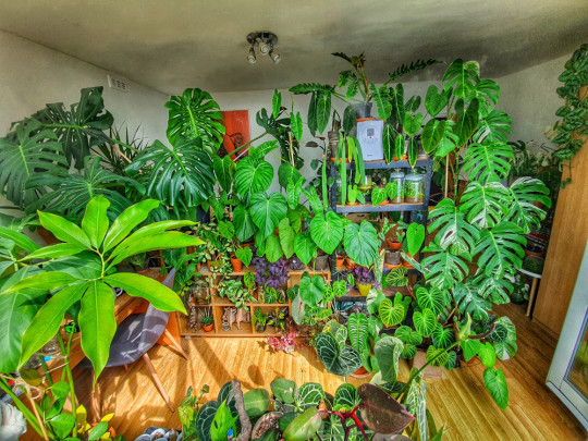 She Now Owns More Than 150 Plants In The House
