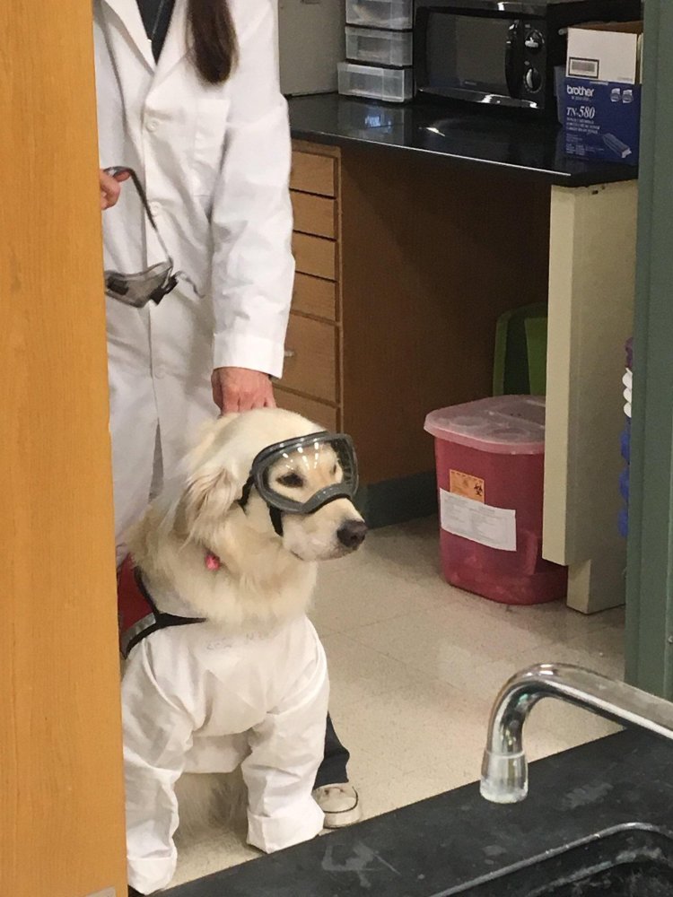 Sampson The Service Dog 2