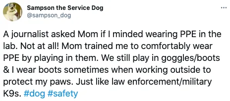 Sampson The Service Dog 3