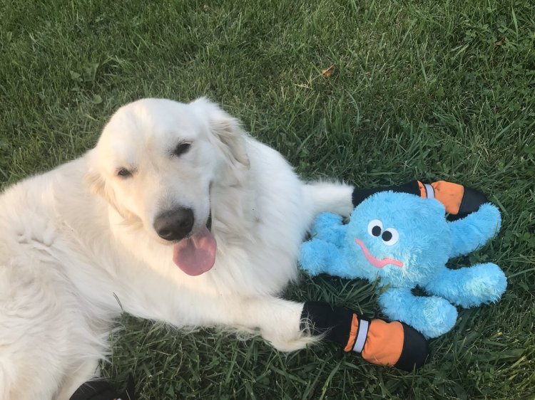 Sampson The Service Dog 4