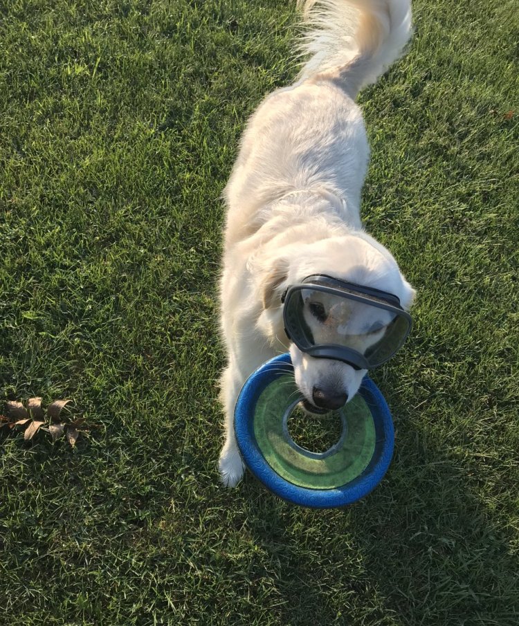 Dog Learns Wears Protective Equipments To Help His Owner In The Lab 