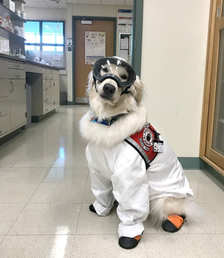 Sampson The Service Dog