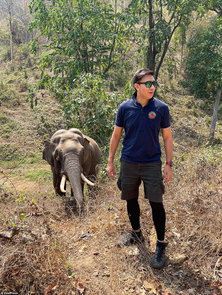 Wild Elephant Doctor
