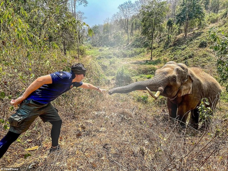 Wild Elephant