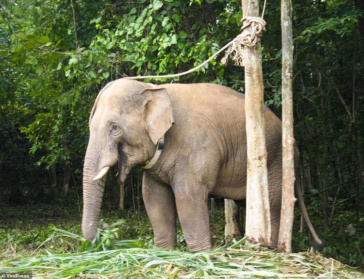 Wild Elephant Phot