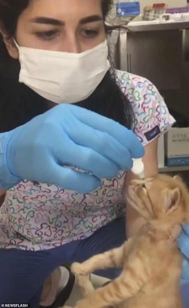 The Nurse Helps The Kitten