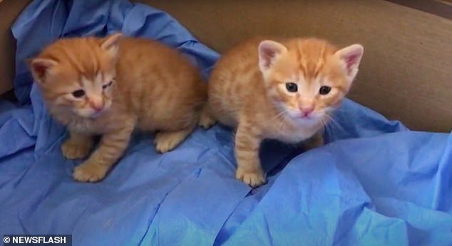 Two Kittens