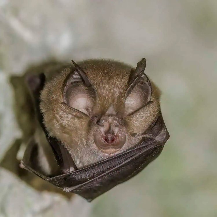 Bats Never Get Cancer 2