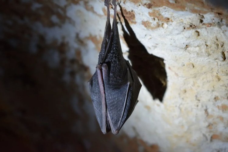 Bats Never Get Cancer