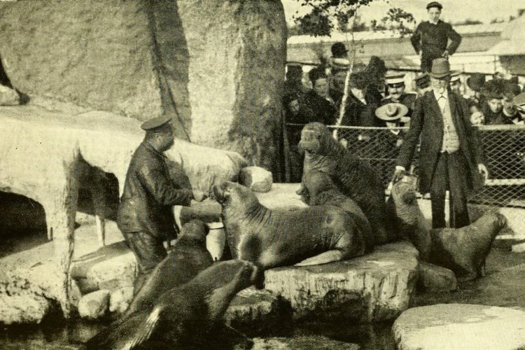 Human Zoos